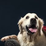 Gardiennage Chien